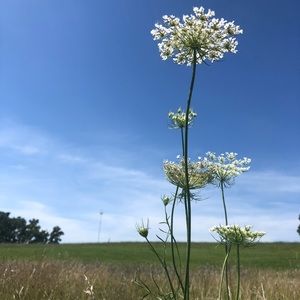 Meet your Posher, Chchelsea